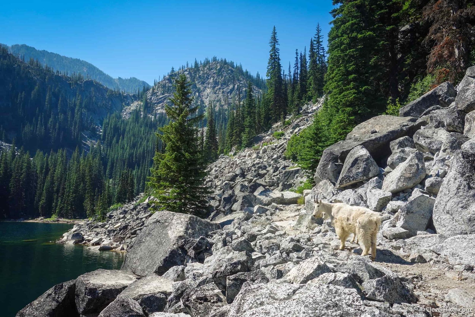 lake with a mountain goat on the trail