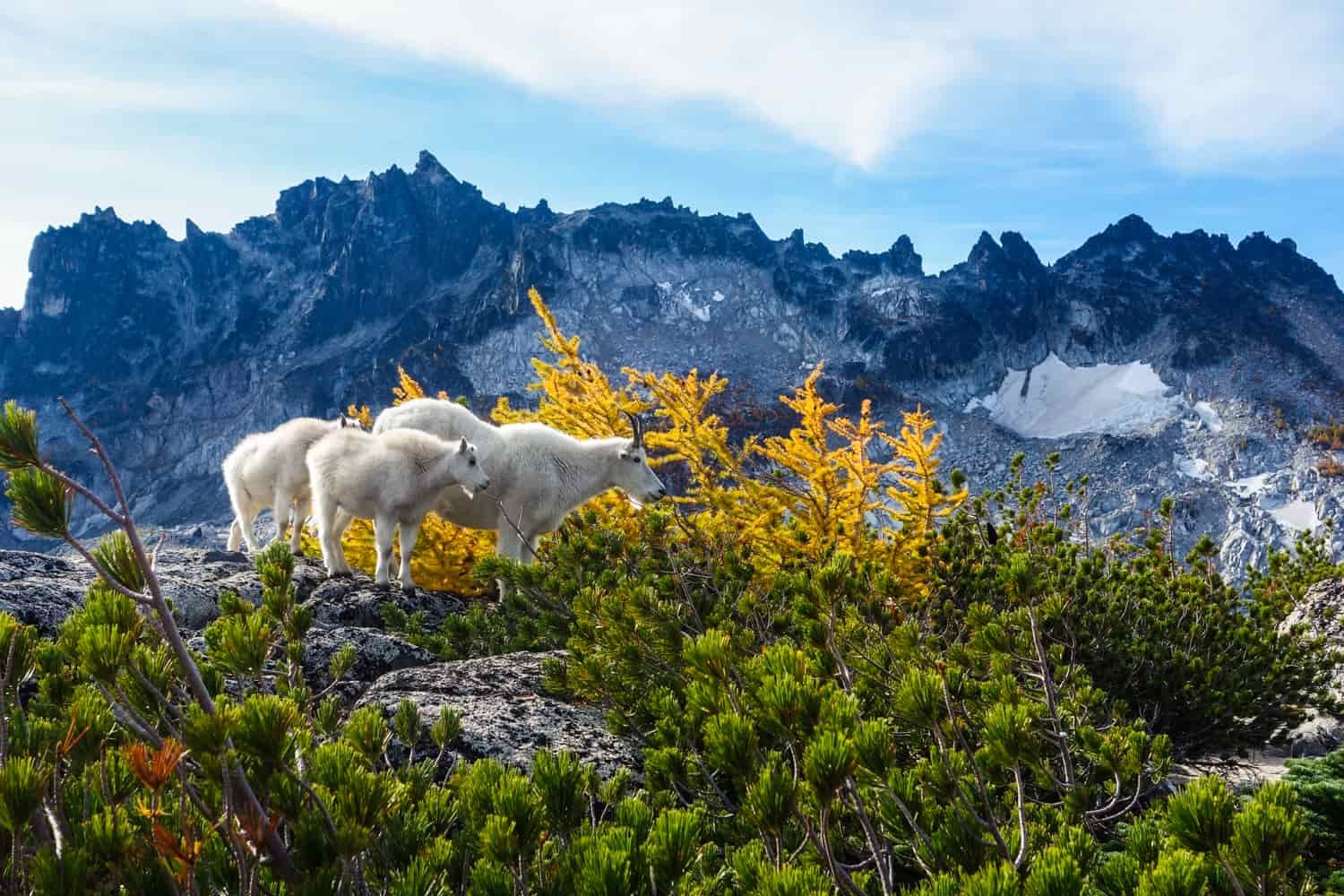 mountain goats in the washington enchantments