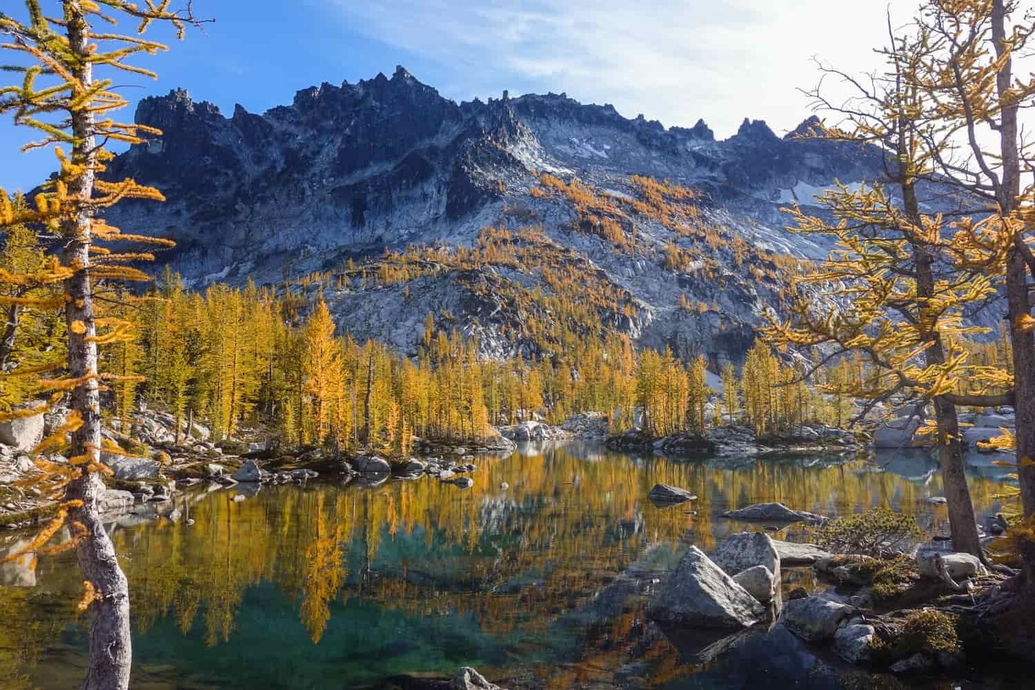 larch trees turning yellow  around a lake with a snow dusted mountain in the background