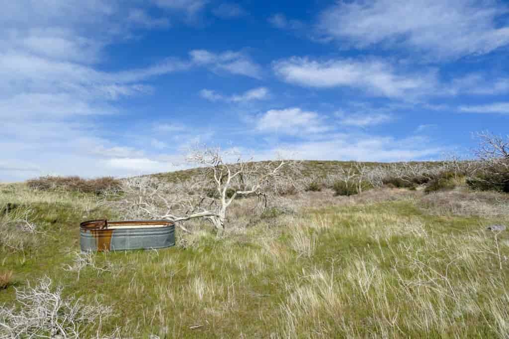 a metal livestock tank sits in a desert grassland surrounded by dead trees