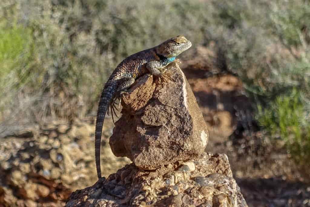 Close up of a desert lizard