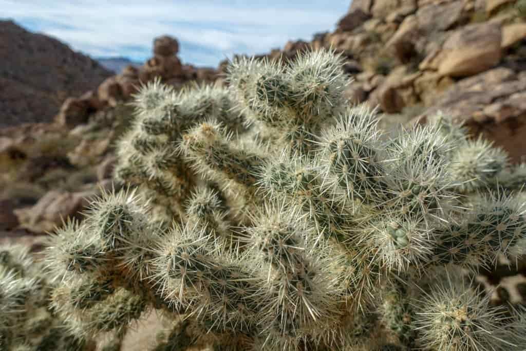 Close up of a prickly cholla cactus