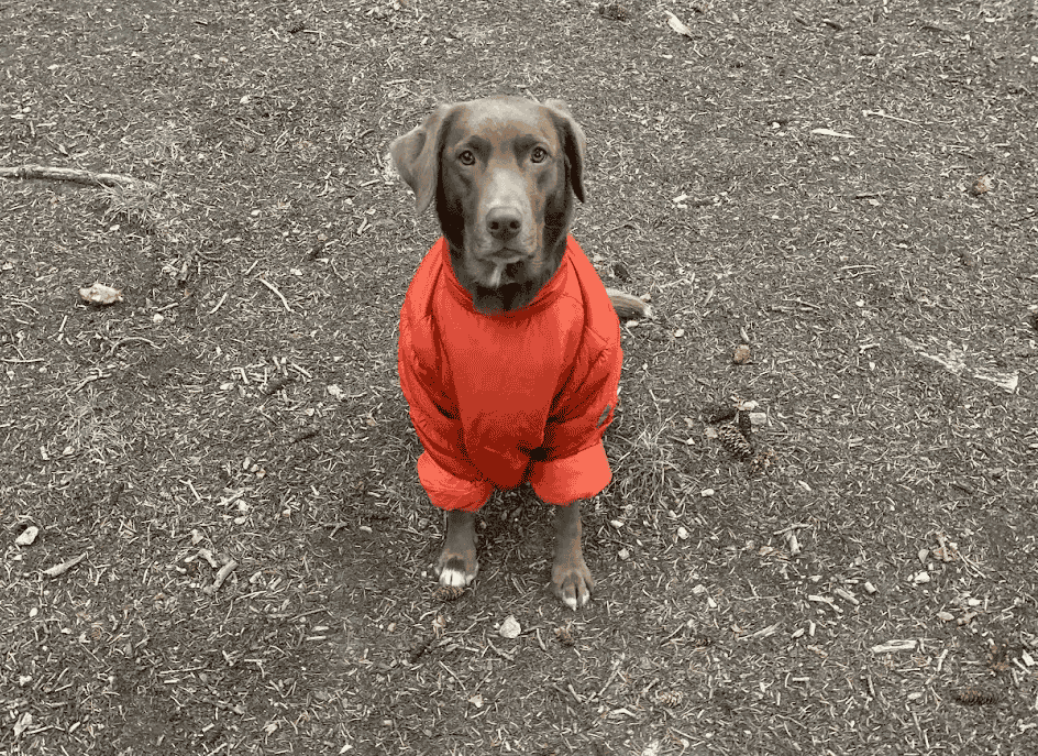 a dog wearing a human puffy jacket