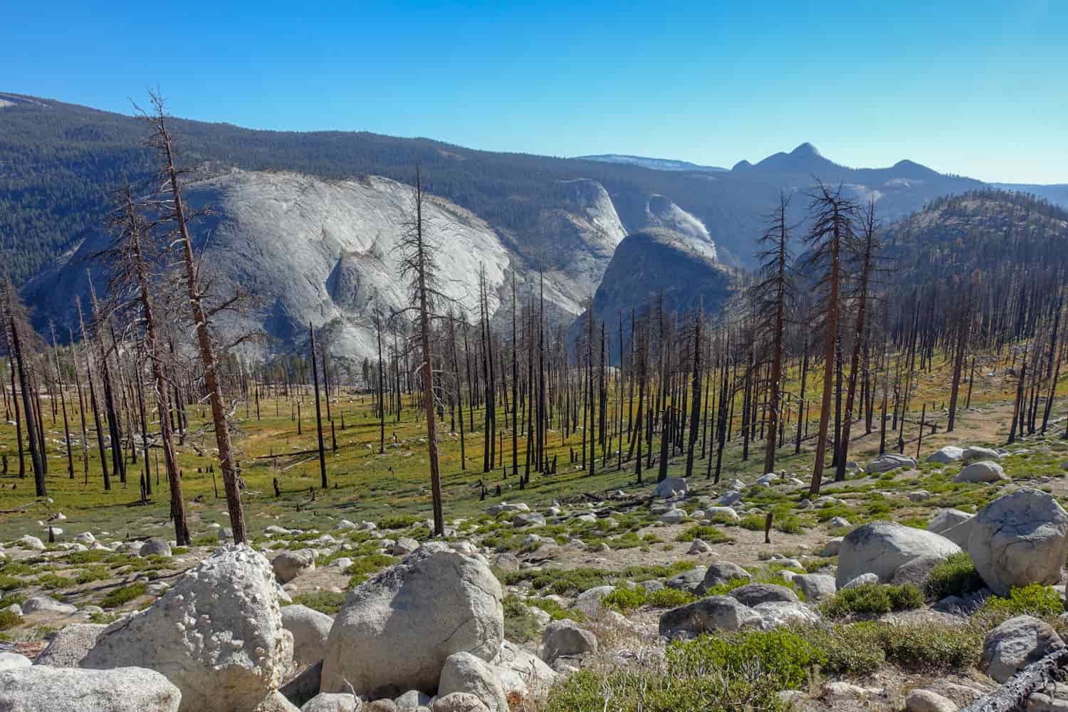 forested area that was once burned above yosemite valley in the sun