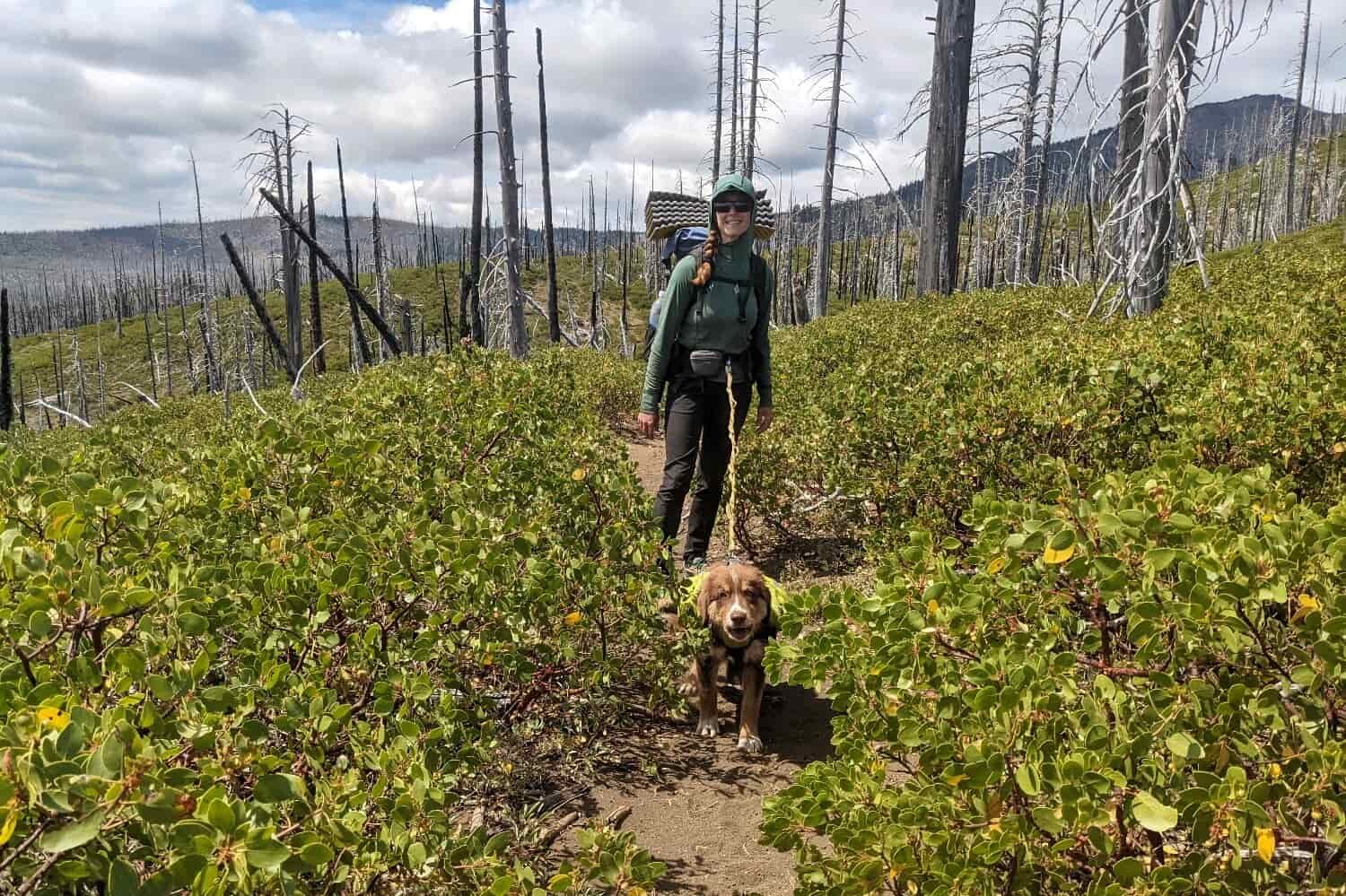 a backpacker using a hands free leadsh with their dog in front of them on a trail
