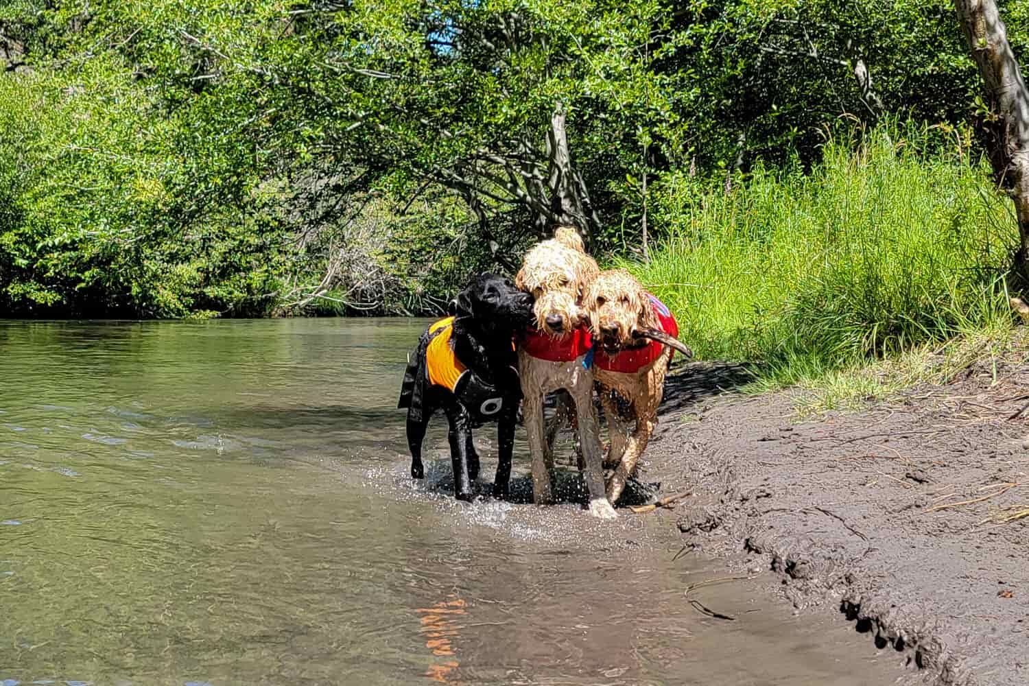 three dogs wearing life jackets and biting a stick next to a river