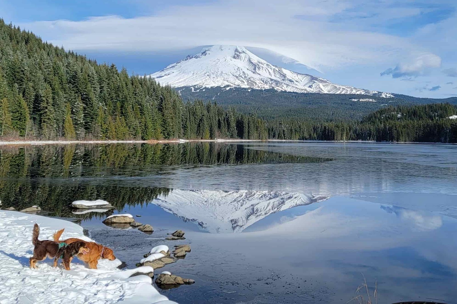 two dogs exploring the edge of a lake in the winter