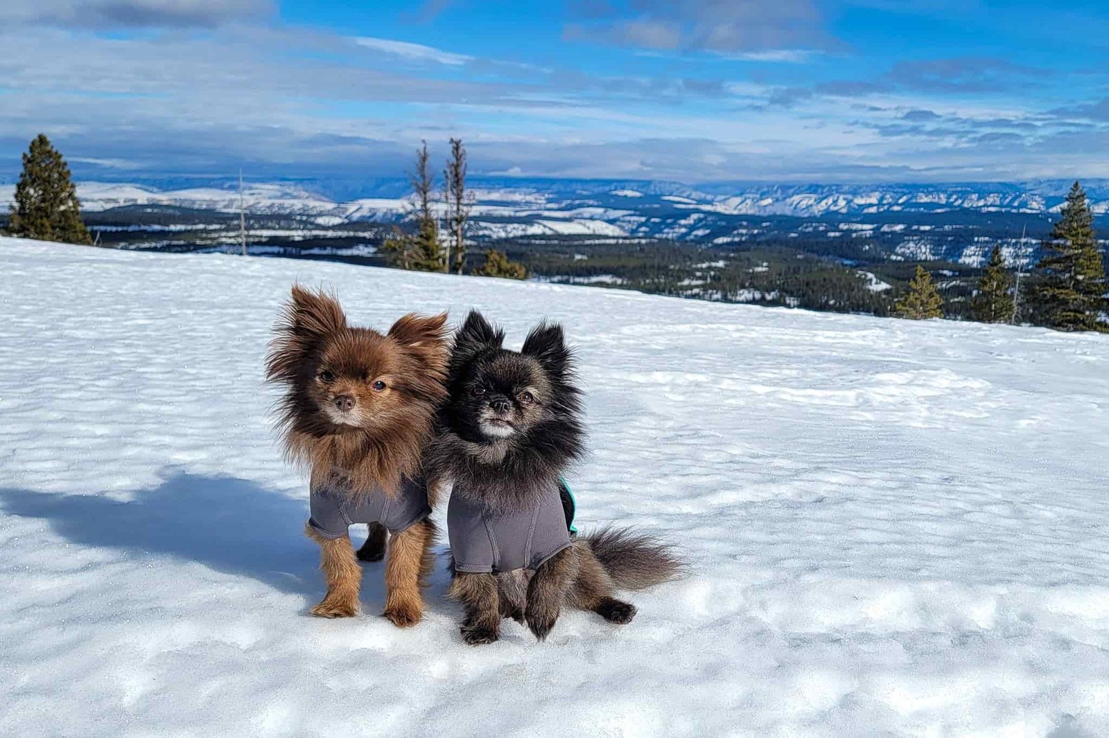 two little dogs wearing vests on a snowy sunny day