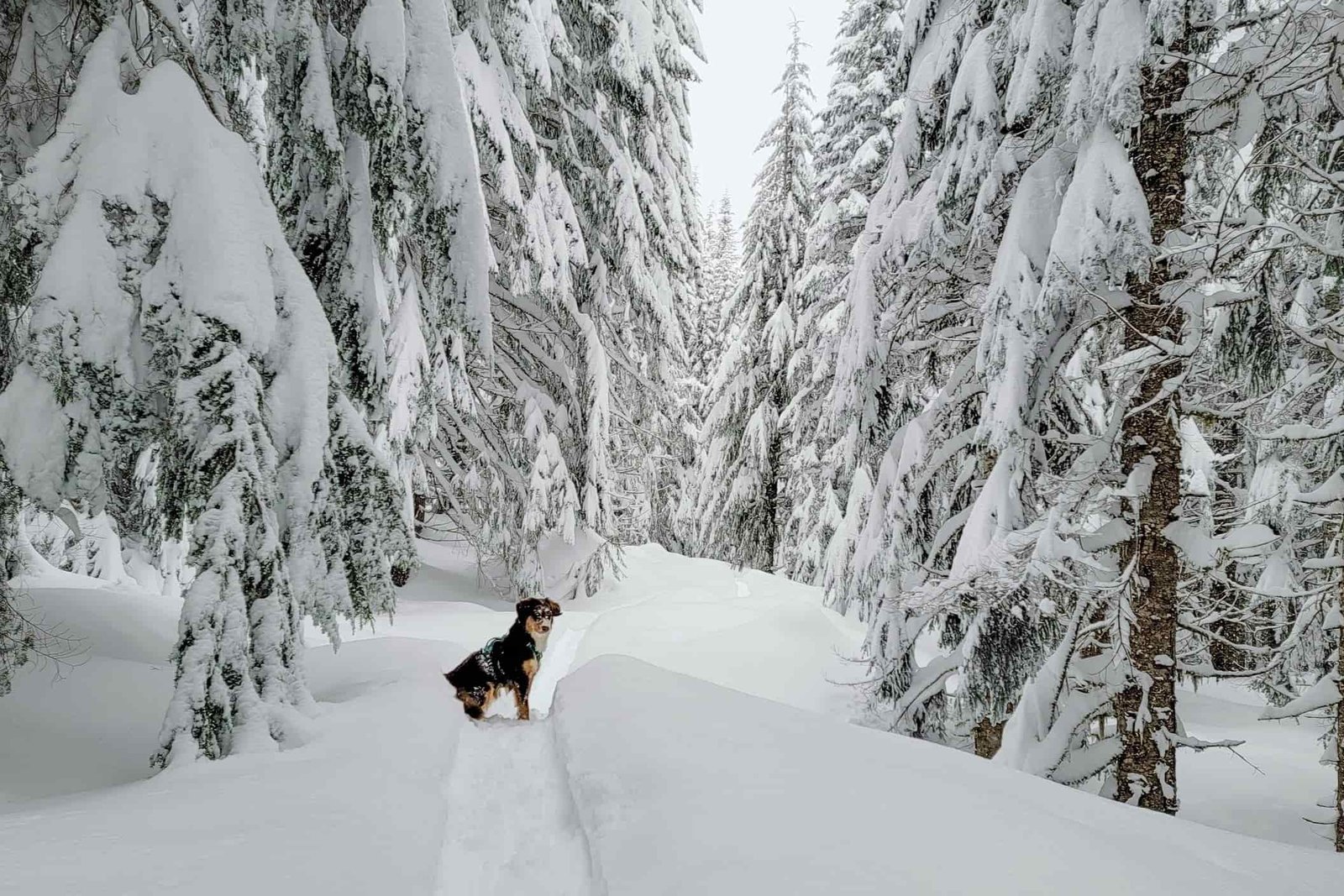 dog on a snowy winter trail in the forest
