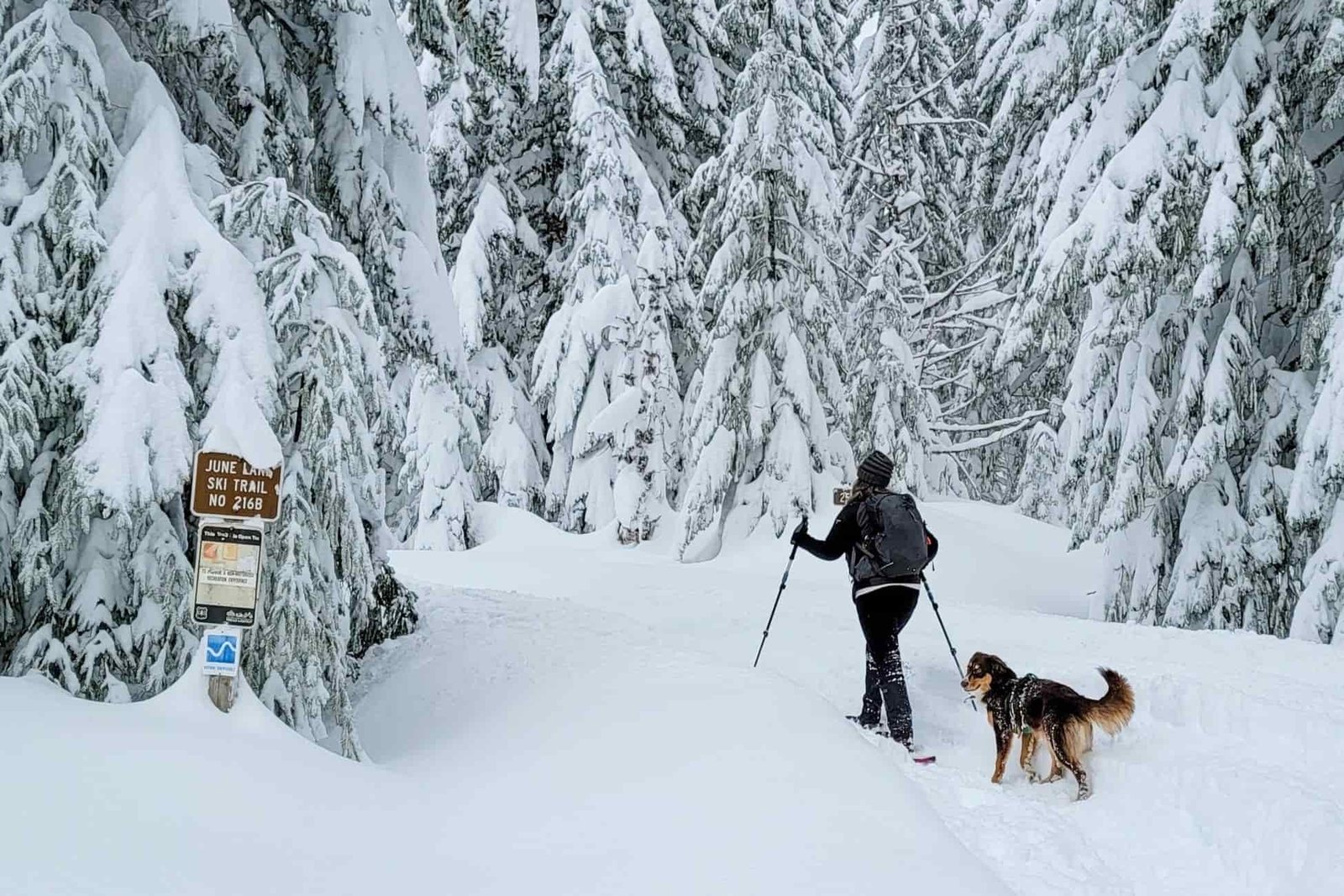 snowshoer and dog on a snowy winter trail