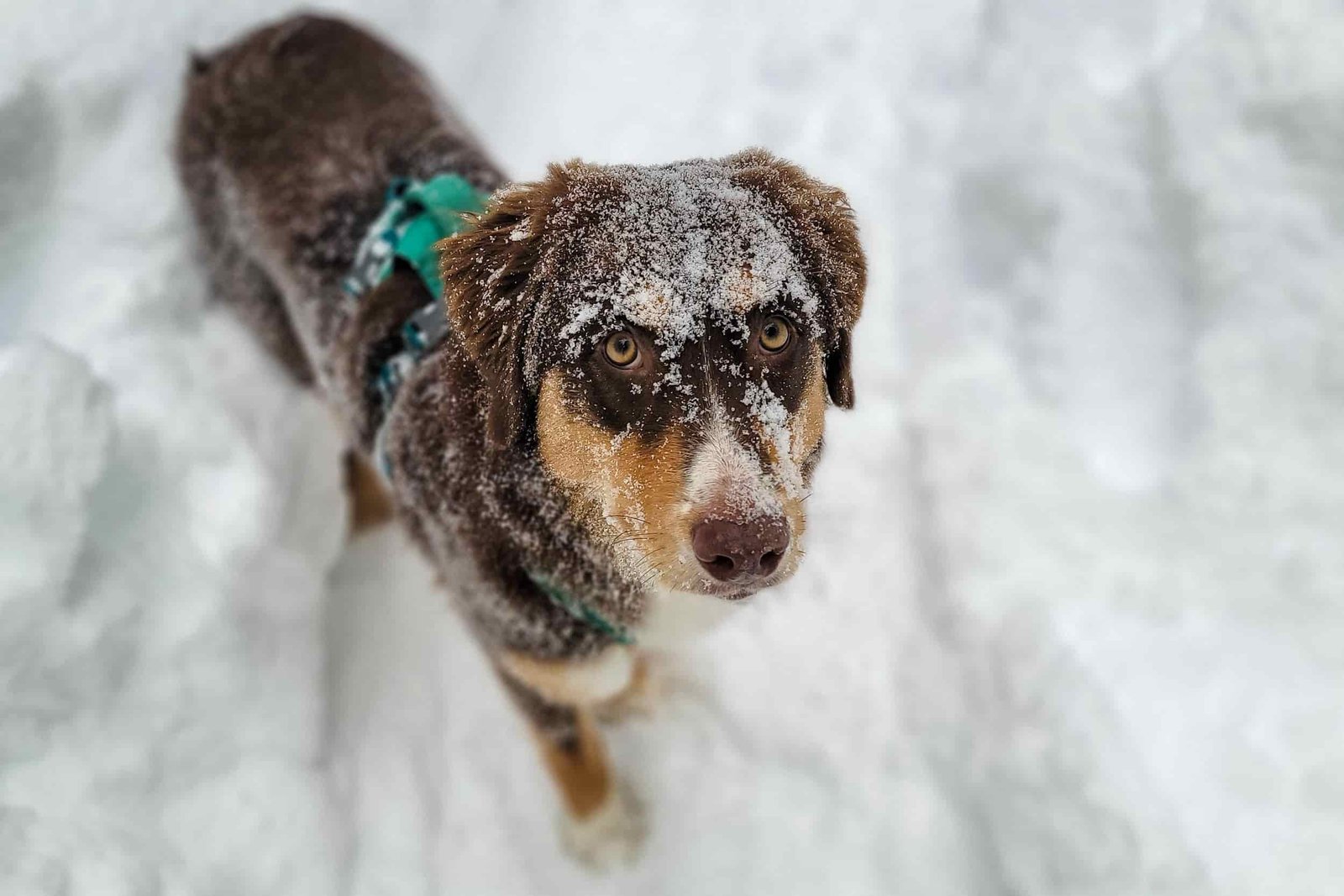 dog covered in snow looking at the camera