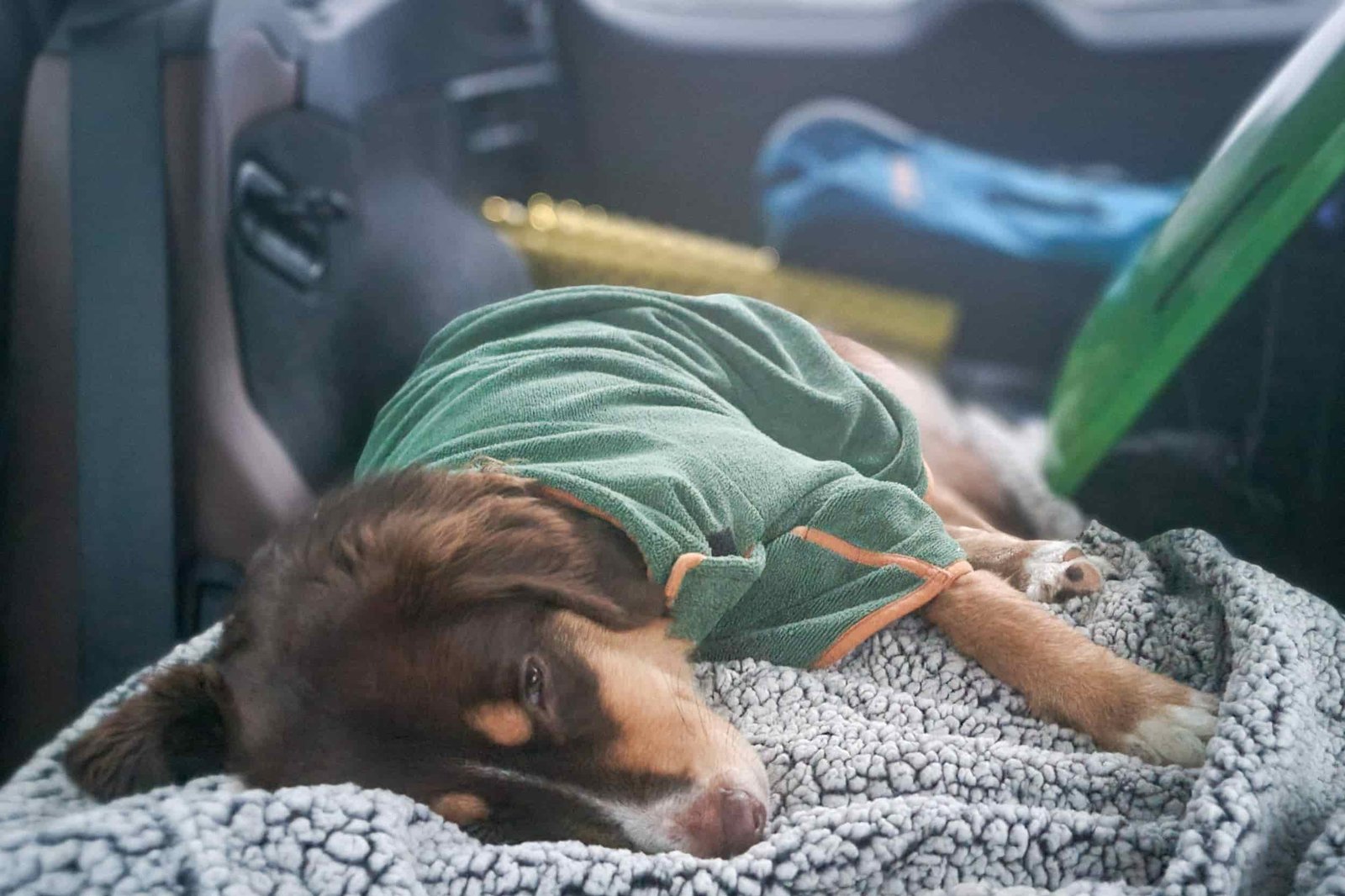 a dog resting in the backseat of a car wearing a towel 