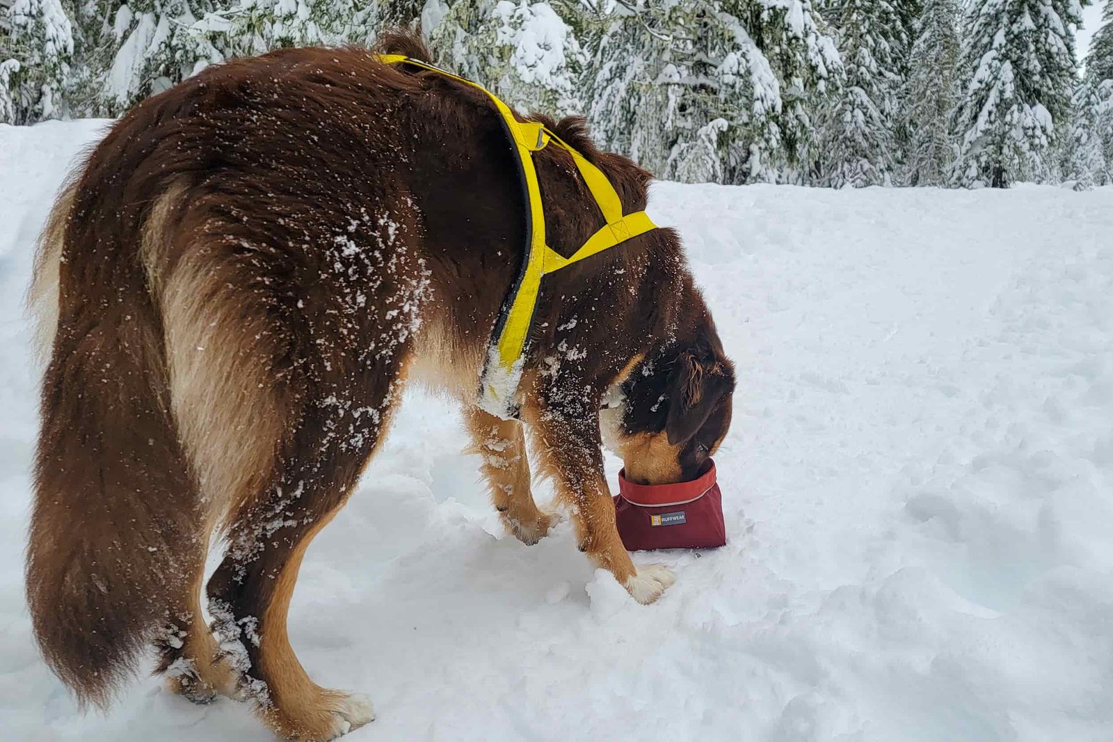 a dog eating food out of a portable bowl on a snowy winter hike