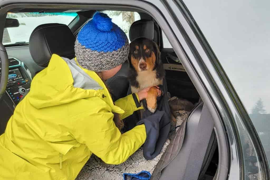 a dog owner wipes off their dog's paws in the backseat of the car