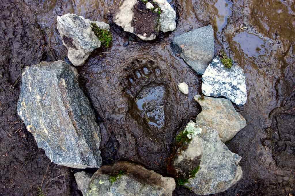 a bear paw track in the mud with rocks surrounding it