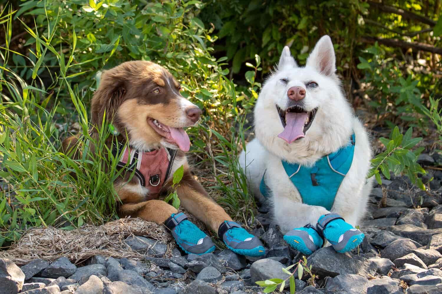 Two dogs laying next to each other in the Ruffwear Grip Trex dog boots