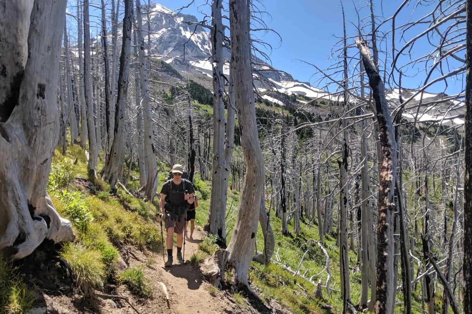 backpackers hiking through a burn area up the trail with trekking poles on a sunny day in oregon