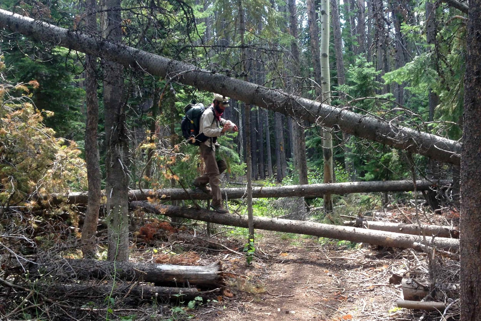 a hiker walks across a downed tree that lays across the trail 