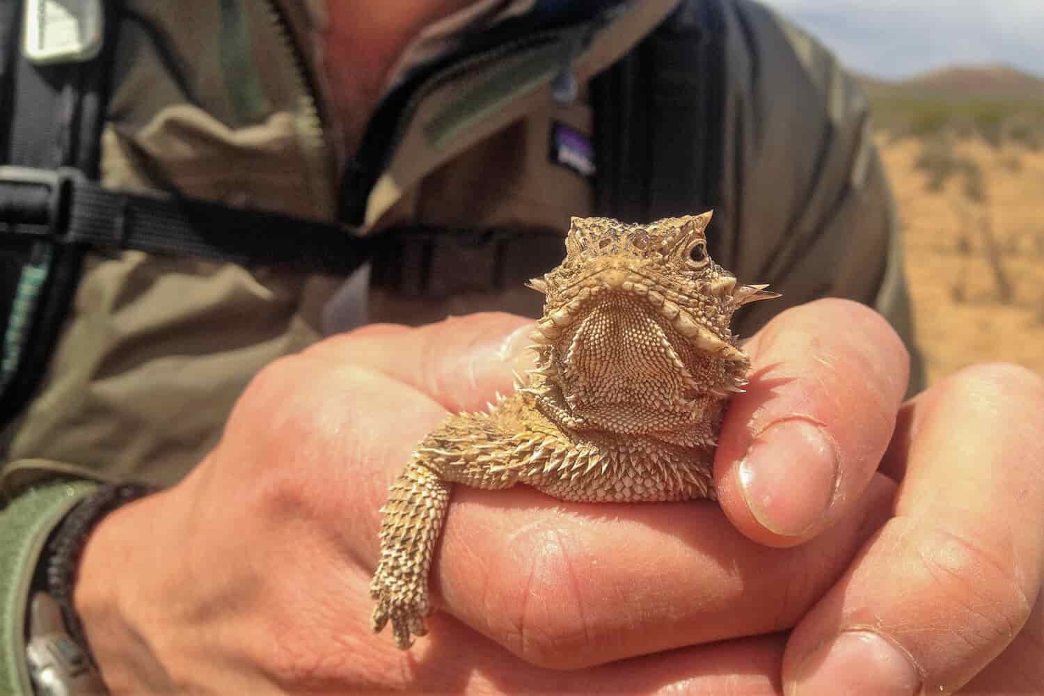 CDT thru-hiker holding up a horny toad to the camera