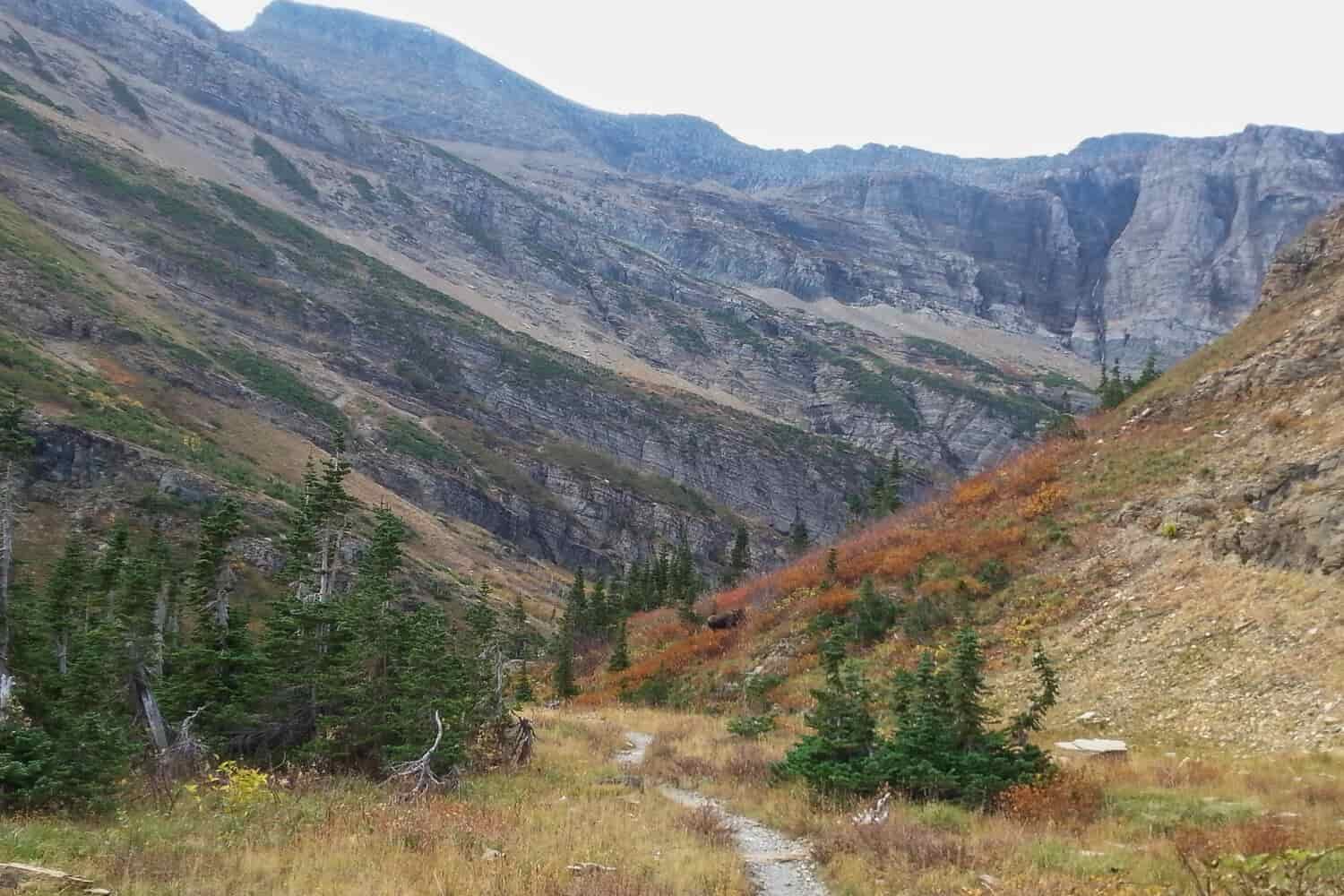 a trail leading to a rocky face of a mountain with bushes turning red and a moose grazing beside the trail.