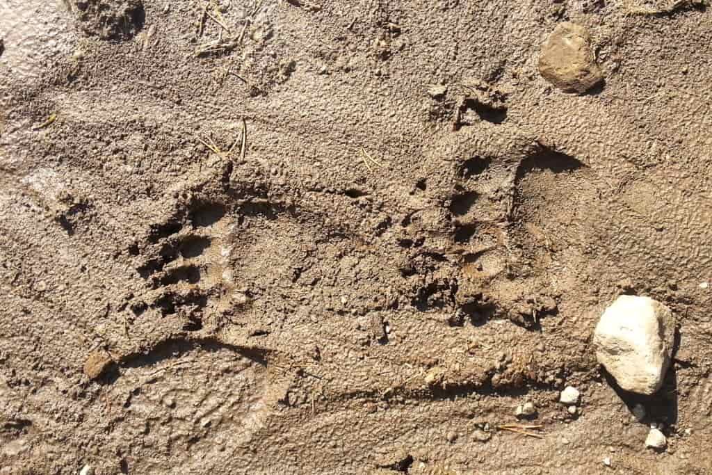 bear prints pressed into mud