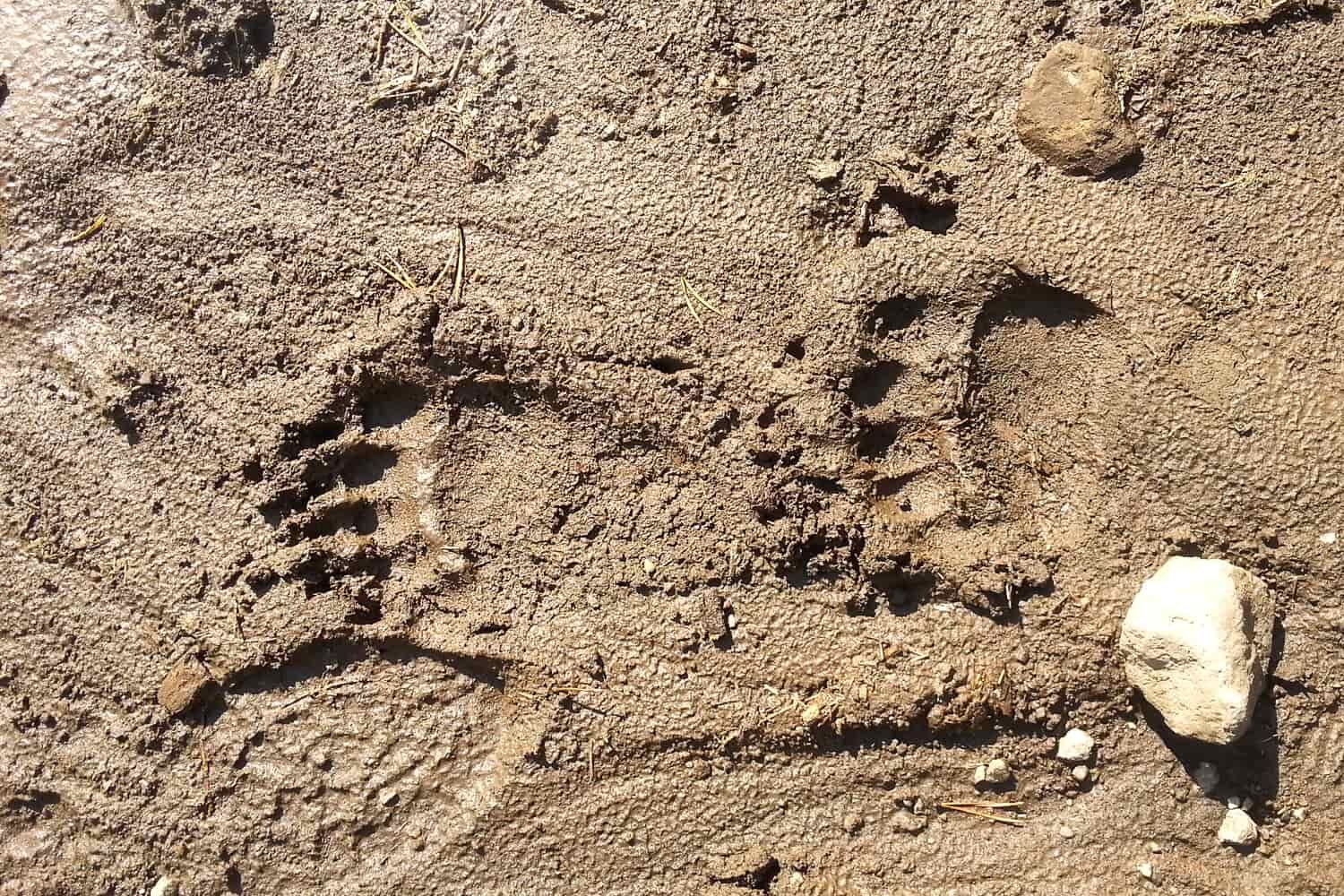 bear prints pressed into mud