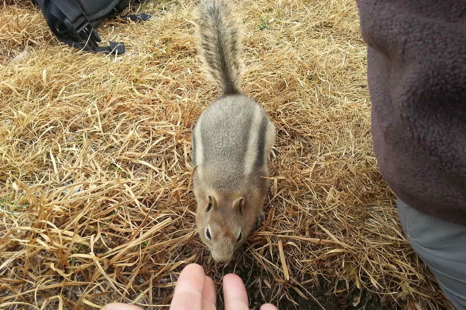 a chipmunk accustomed to humans approaches an open but empty hand