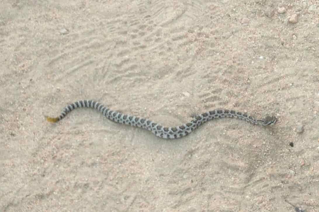 a rattlesnake on sandy earth