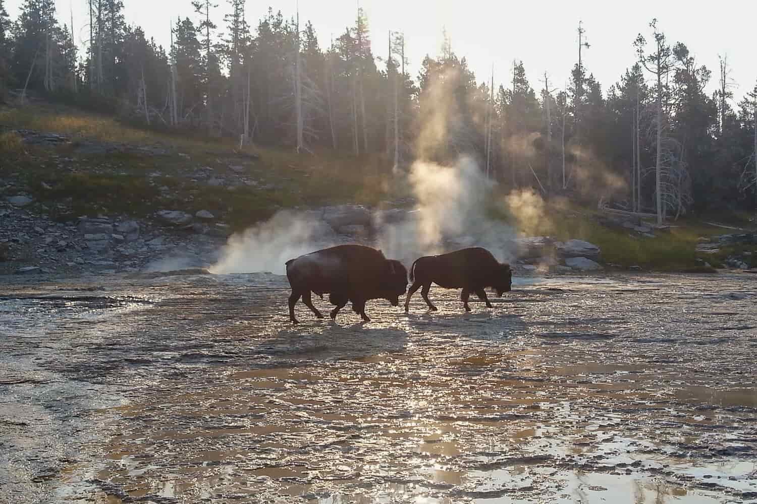 two buffalo walking near a steam vent in Yellowstone National park