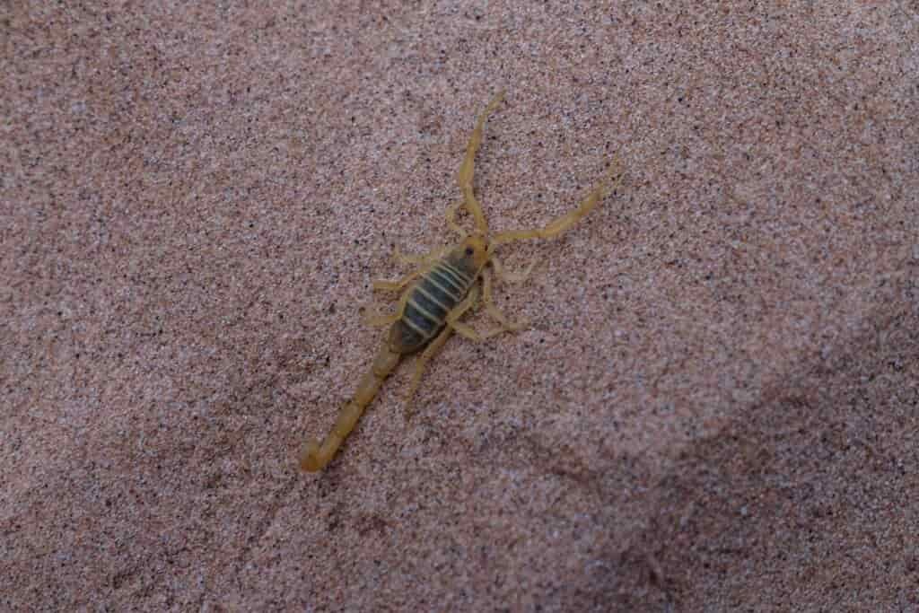 a close up of a scorpian on a pink rock