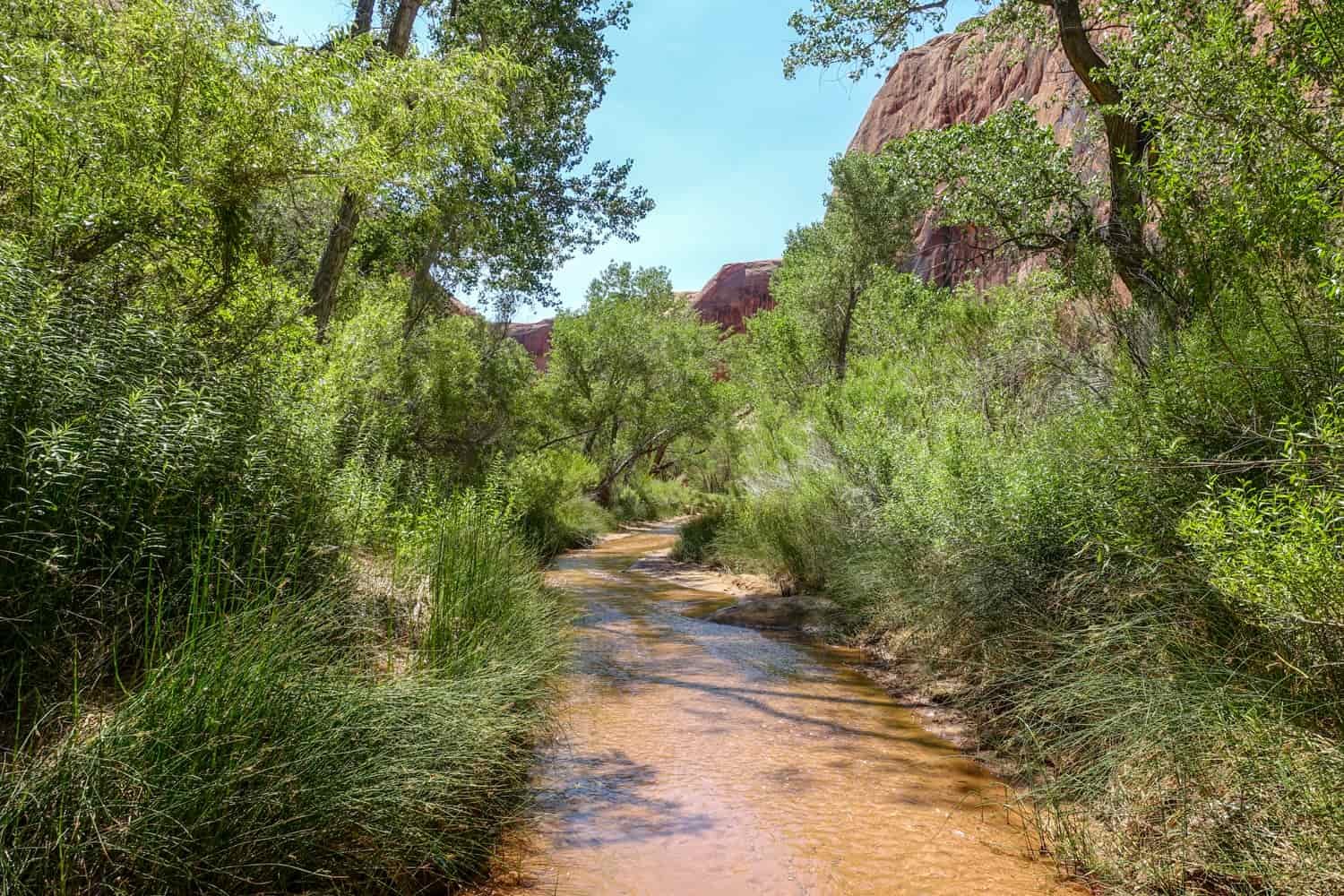 a calm creek meanders through desert trees