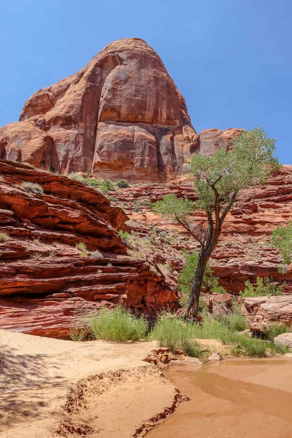 stacked red rocks with a desert tree in the foreground