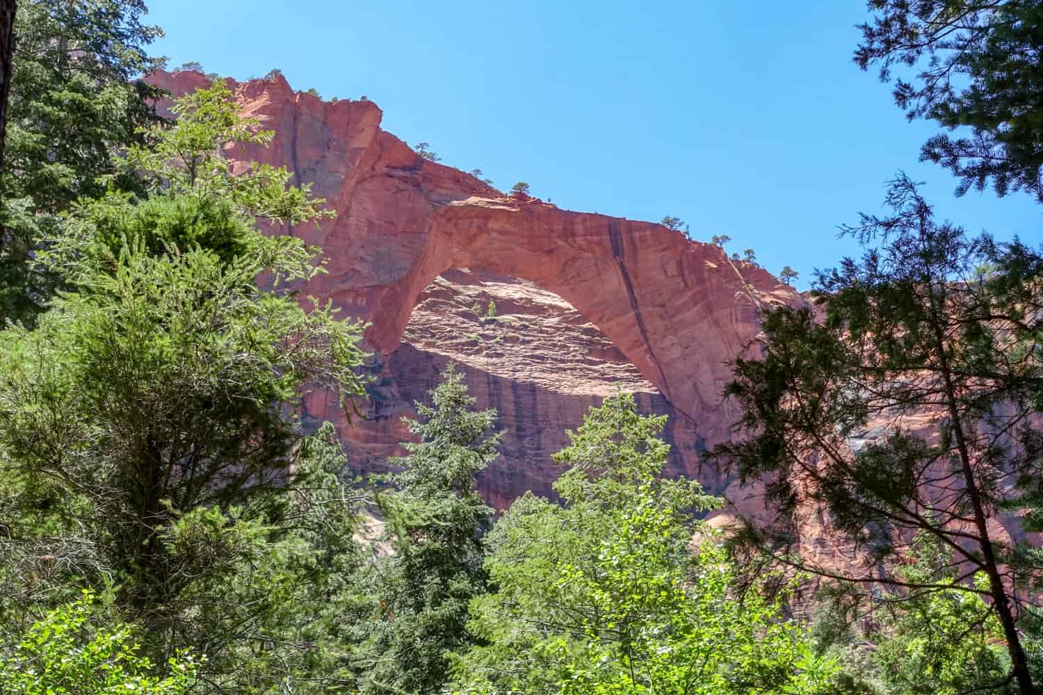 a natural bridge or arch looms above lush valley trees in zion national park
