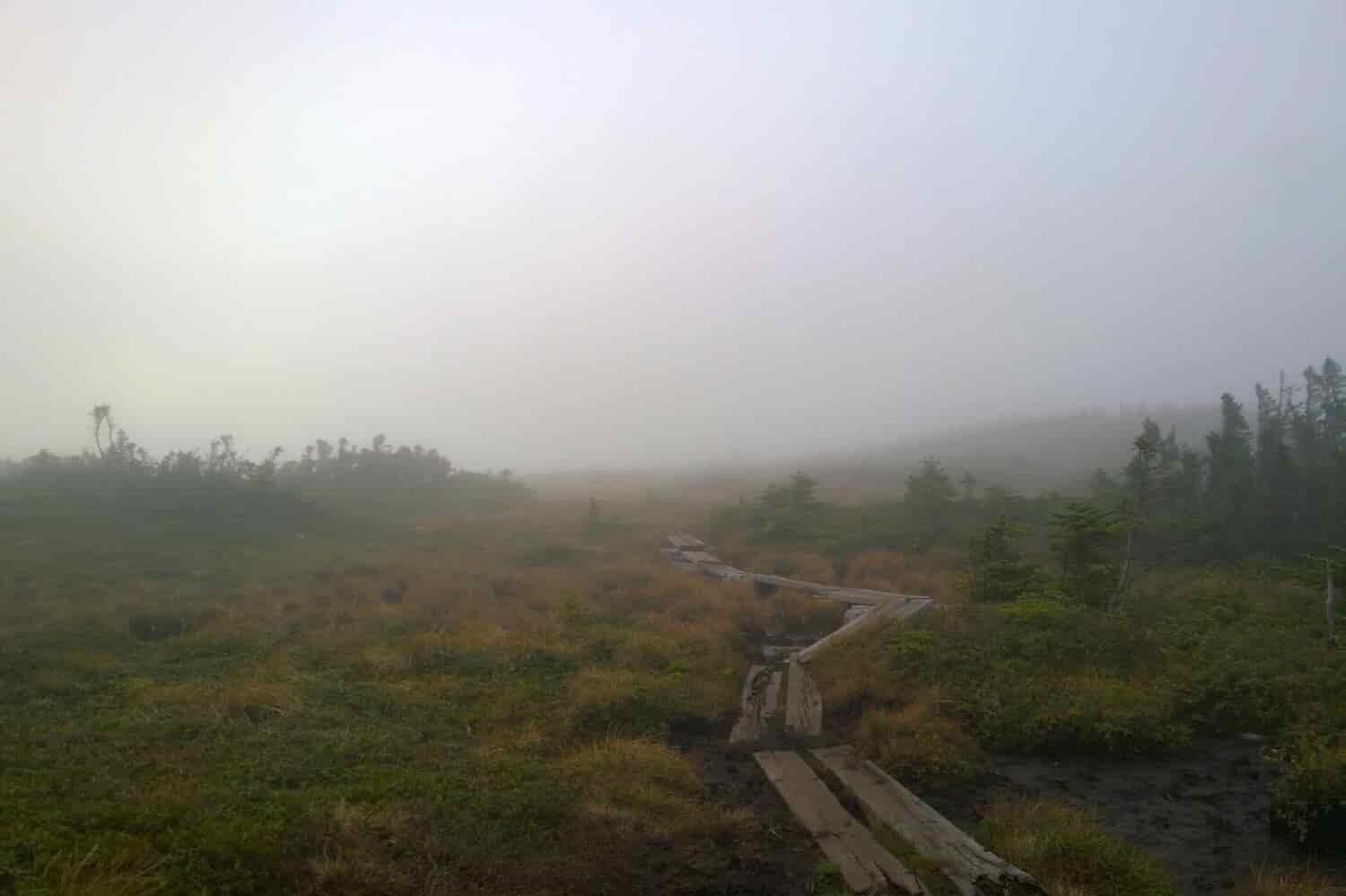 Foggy trail with wooden planks to walk on
