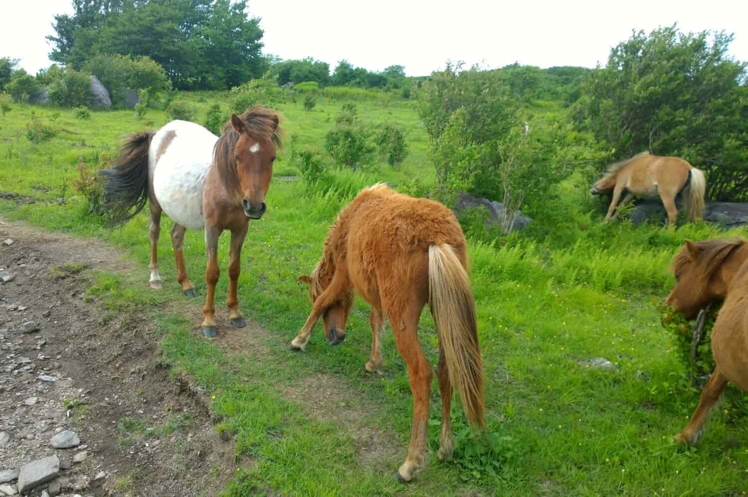 A group of 4 Grayson Highland ponies grazing along the Appalachian Trail