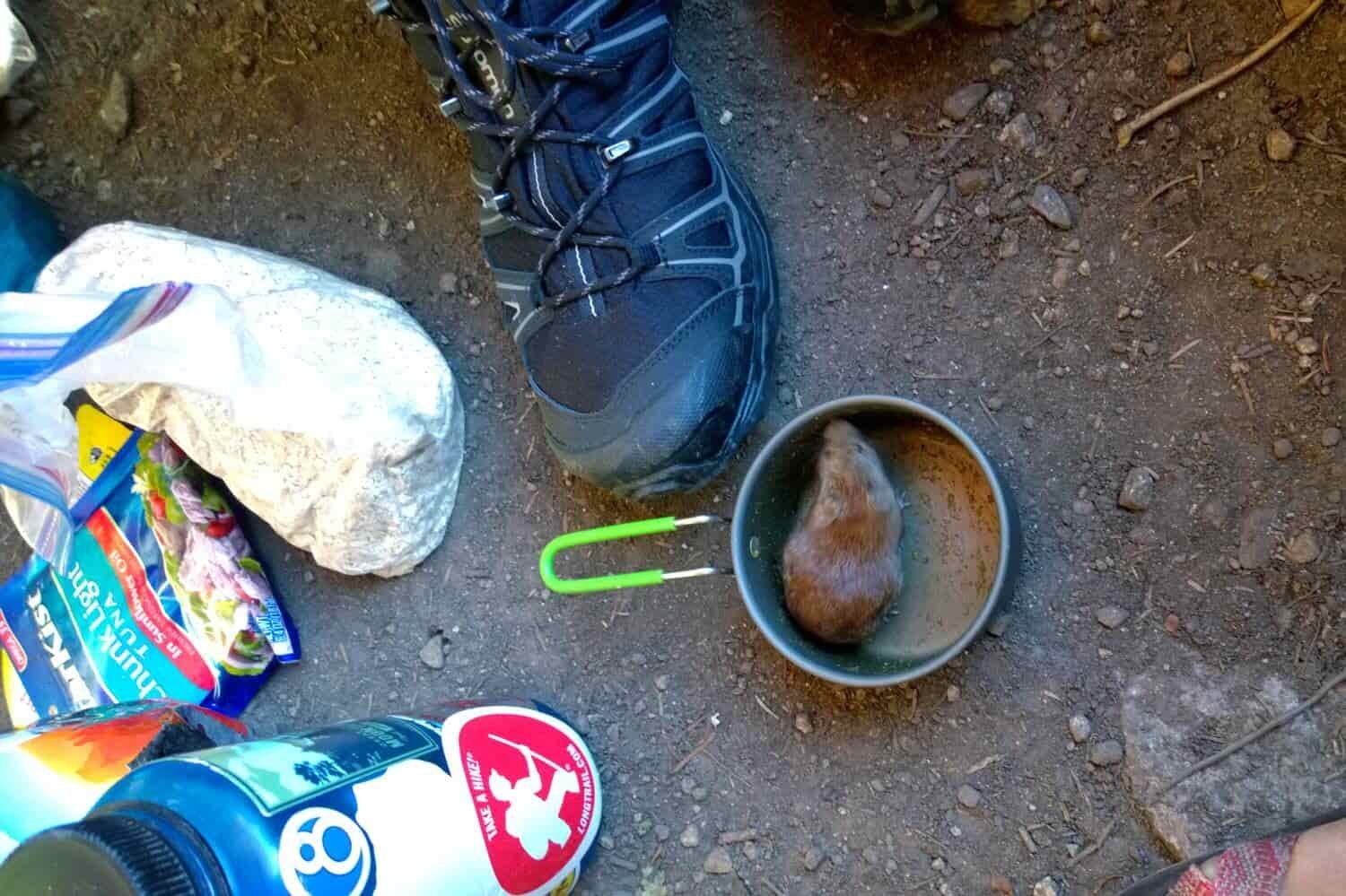 A mouse inside Appalachian Trail thru-hiker's pot.