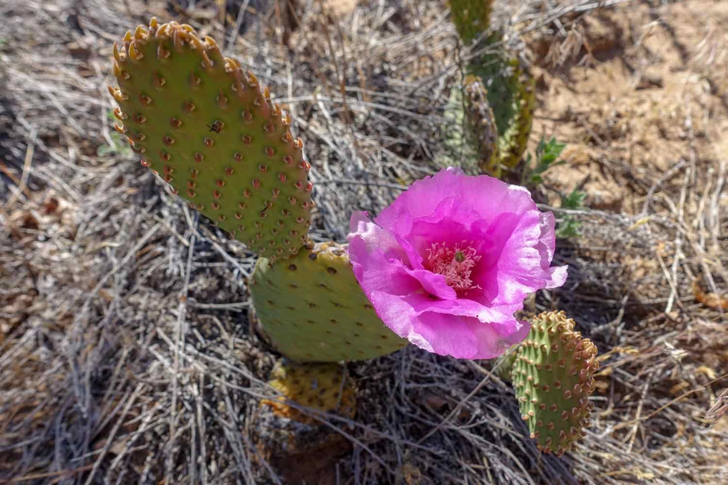 prickly pear cactus with a magenta flower blooming on it