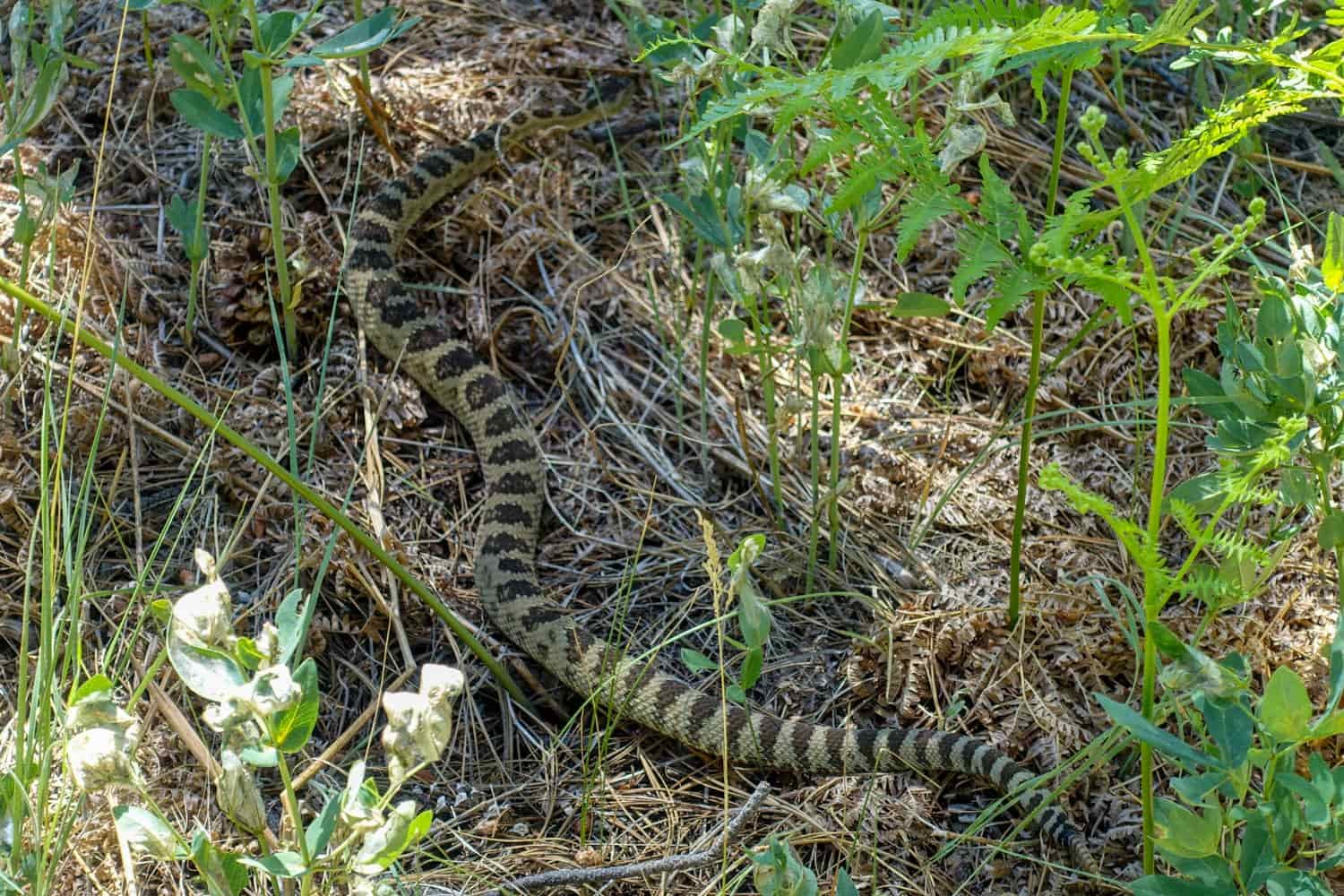 a snake in zion national park