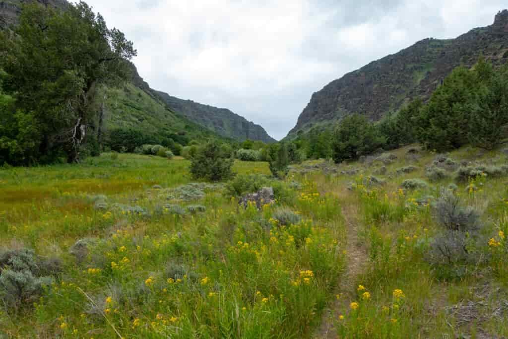 gorge with yellow flowers, green grasses, and red basalt canyon walls
