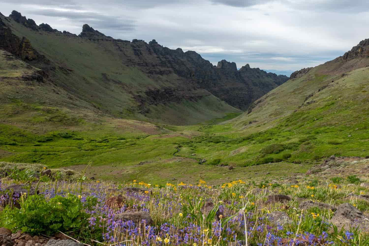 purple and yellow flowers and green grasses surround spring flowing streams descending the gorges of the steens in southeastern oregon