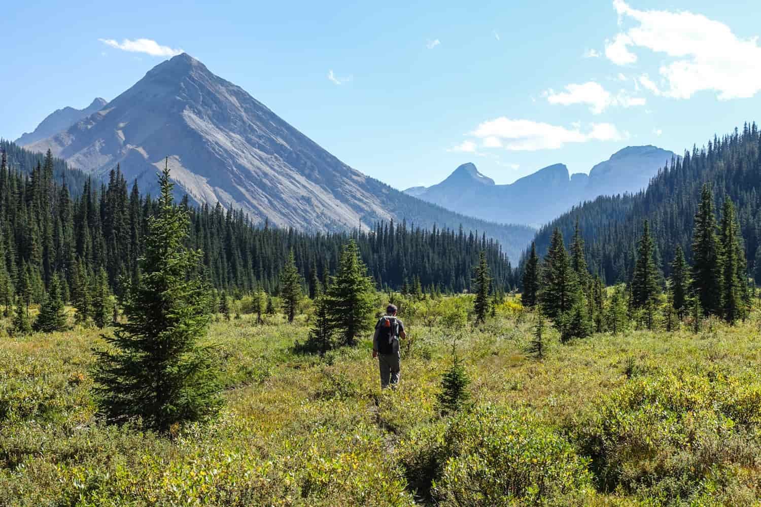 mountains in the distance with yellow and green alpine meadow in the foreground with some pine trees too