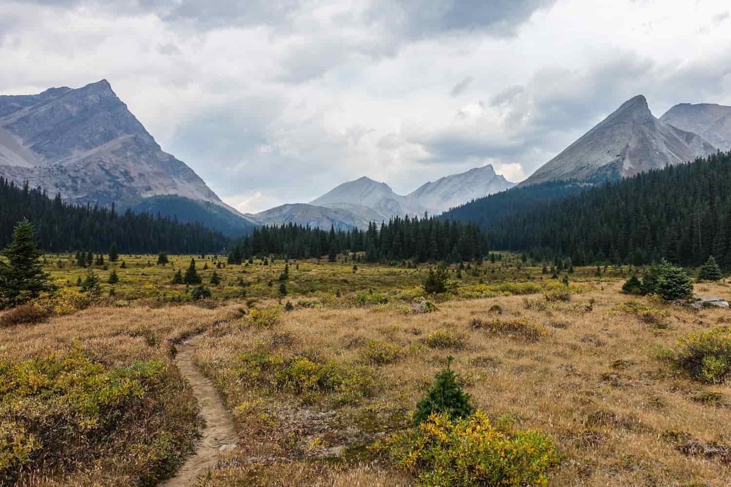 trail meaders through and alpine meadow