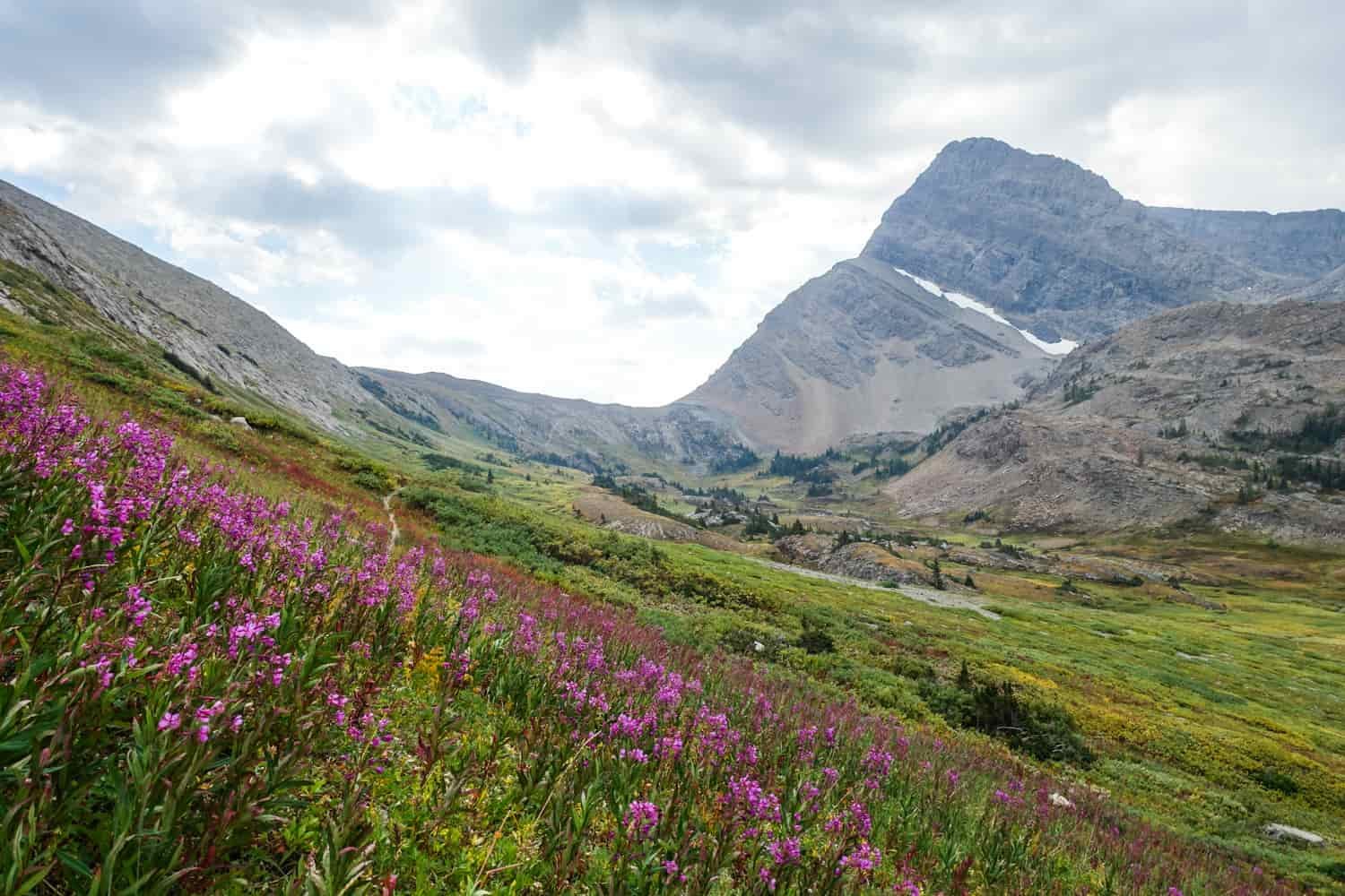 purple wildflowers in the foreground and snow lingering on a granite peak in the background