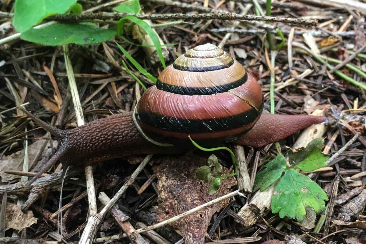 the pacific sideband snail, oregon's native snail and largest snail found on the ground along the rogue river