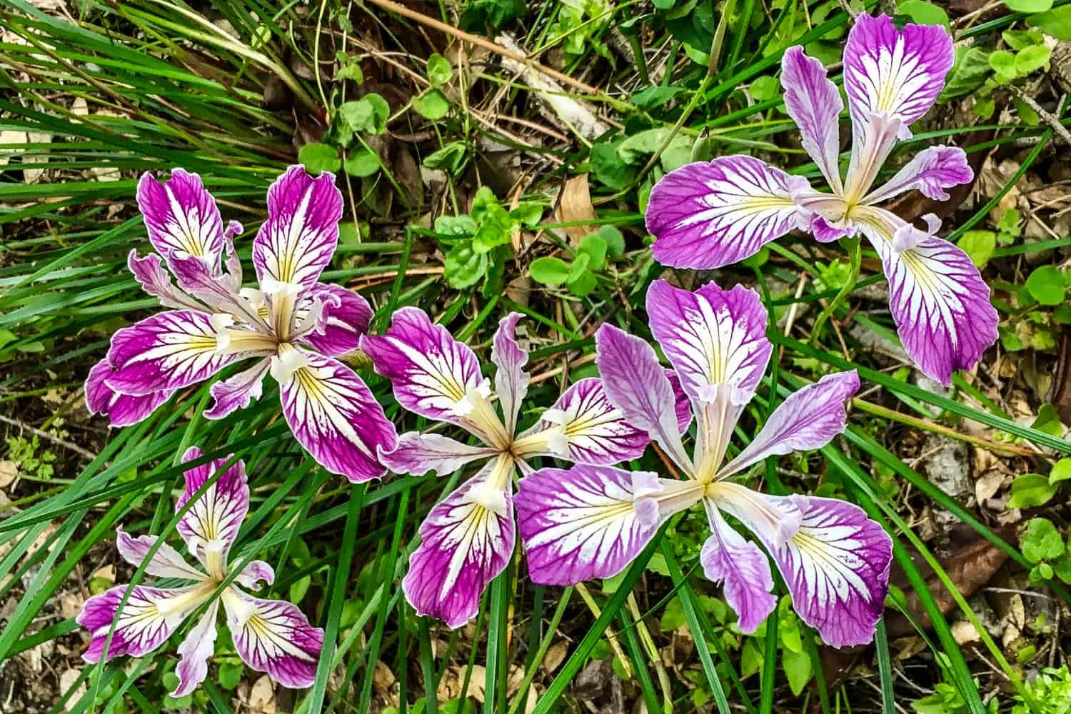 Puple-magenta and yellow iris on the rogue river trail in oregon
