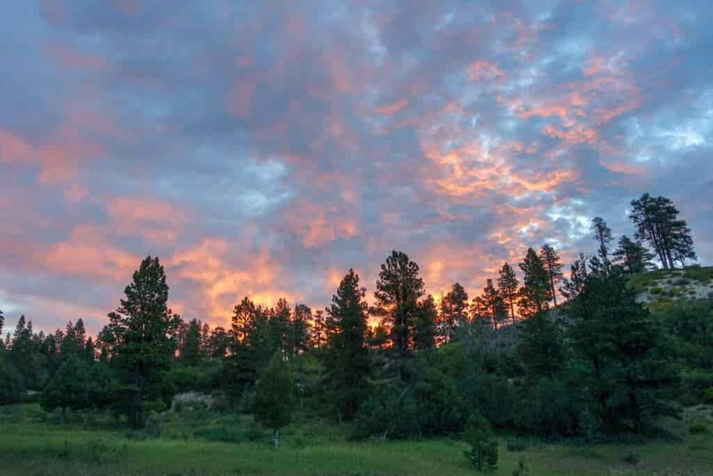 a cotton candy pink gray blue and orange sunset over a forest of pines in zion national park in hop valley