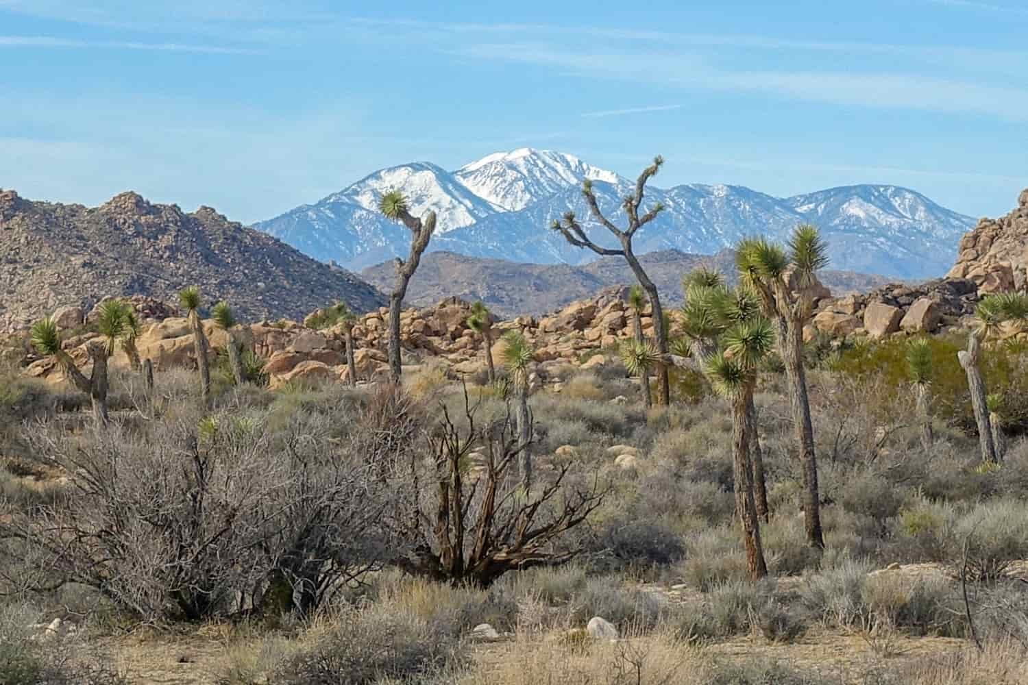 A panoramic shot of Joshua trees in the foreground and snowcapped mountains in the background