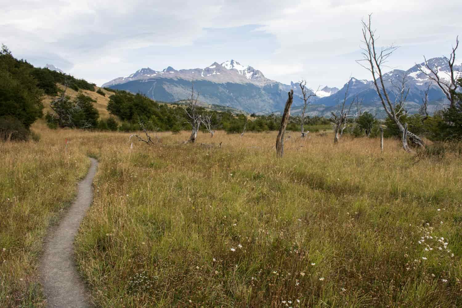 An obvious hiking trail winds through a meadow with dead trees