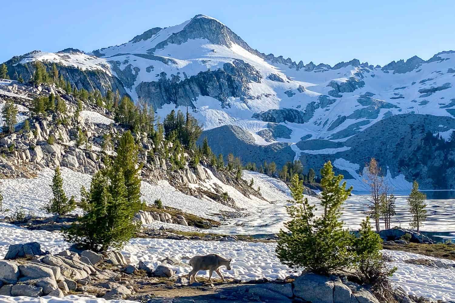 shining sun over a mountain and lake below with snow hanging on the peak and ice melting into chunks on the lake with a mountain goat grazing in the foreground