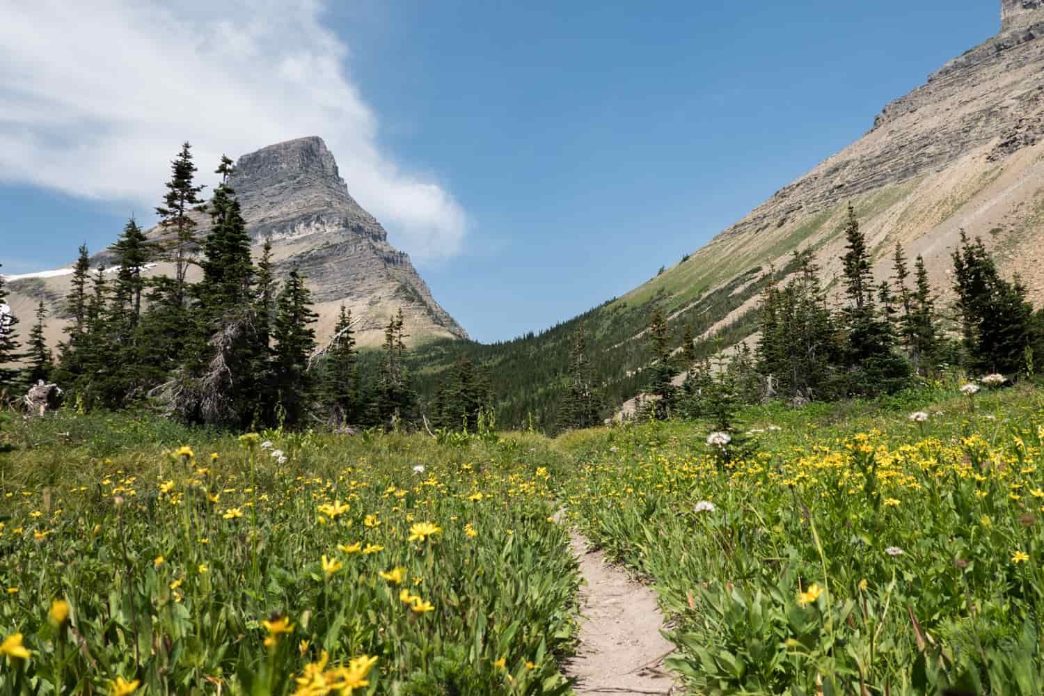yellow wildflowers along the trail in glacier national park